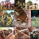 hoooooooooooooooooooooo mondieu 1 anacondas