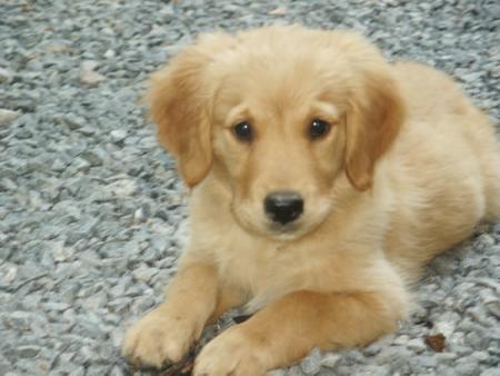 eddy mon chien